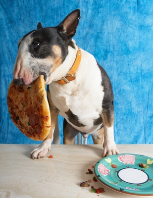 Hmmm, I think I've bitten off more than I can chew!!
Keywords: Book Bull Cooking For Dogs Dog Dogs Eat Eating English Pizza Recipes Tapa Terrier Terriers