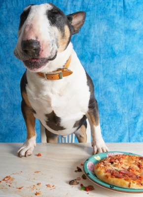 Boy, this is good
Schlüsselwörter: Book Bull Cooking For Dogs Dog Dogs Eat Eating English Pizza Recipes Tapa Terrier Terriers