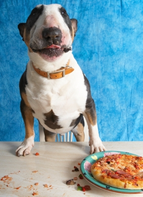 I am having SUCH a good time
Ключові слова: Book Bull Cooking For Dogs Dog Dogs Eat Eating English Pizza Recipes Tapa Terrier Terriers Tongue