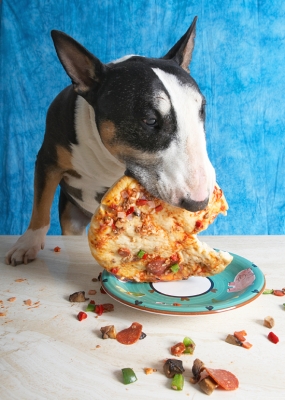 Yeah, I've got the hang of it now
Schlüsselwörter: Book Bull Cooking For Dogs Dog Dogs Eat Eating English Pizza Recipes Tapa Terrier Terriers