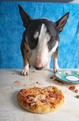 Now how do I get it?
Anahtar kelimeler: Book Bull Cooking For Dogs Dog Dogs Eat Eating English Pizza Recipes Tapa Terrier Terriers