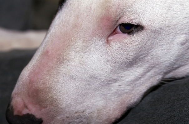 I've got my beady eye on you
Mana the English Bull Terrier giving me Stink Eye.
Ključne besede: Dog Dogs English Bull Terrier Mana Terriers