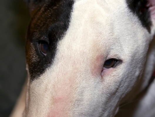 Jus' making sure I'm not missing anything
Keywords: Dog Dogs English Bull Terrier Mana Terriers