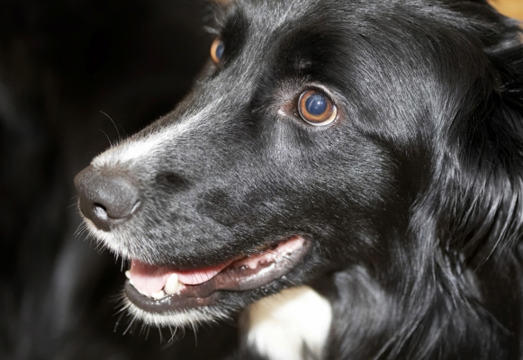 I'm taking it all in
Palabras clave: Barney Border Collie Collies Dog Dogs Smile
