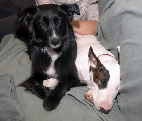 I'm looking after my puppy friend here
Trefwoorden: Barney Best Border Collie Collies Dogs English Bull Terrier Friends Mana Terrier