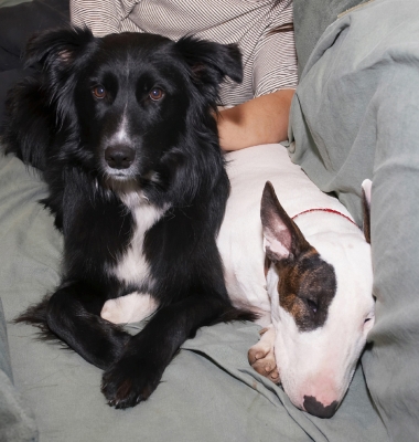 He likes to get close and personal
Schlüsselwörter: Barney Best Border Collie Collies Dogs English Bull Terrier Friends Mana Terrier