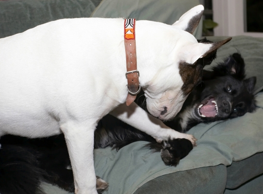 Yeah, I'm right scared of you
Klíčová slova: Barney Best Border Collie Collies Dogs English Bull Terrier Friends Mana Play Playing Playtime Terrier Tongue