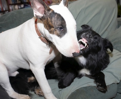 Oh, give it a rest Barney, you don't scare me
Barney doing his Cujo imitation:  Mana is unmoved by Barney's performance.
Schlüsselwörter: Barney Best Border Collie Collies Dogs English Bull Terrier Friends Mana Play Playing Playtime Terrier