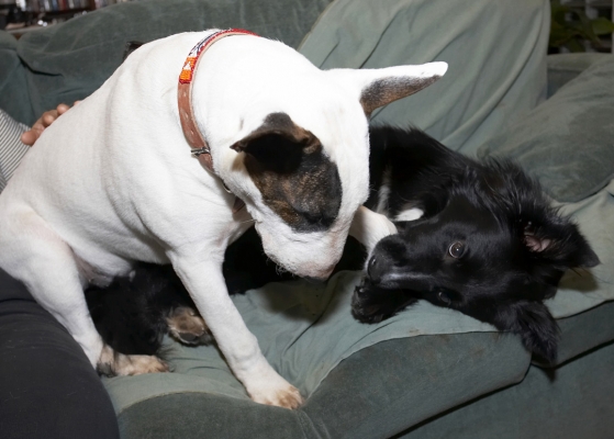 See how brave I am
Palabras clave: Barney Best Border Collie Collies Dogs English Bull Terrier Friends Mana Play Playing Playtime Terrier
