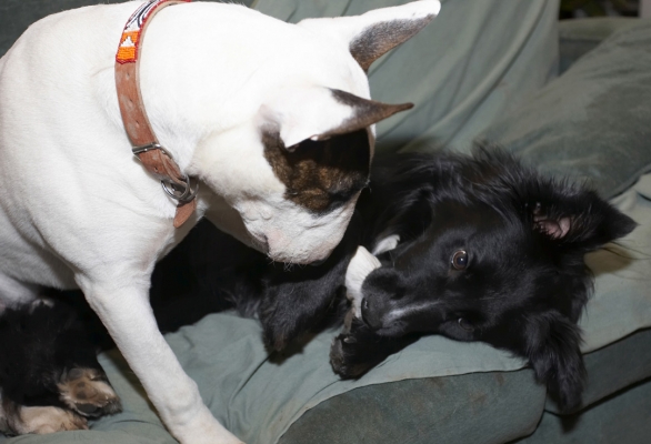 Go on then, show me wot you got
الكلمات الإستدلالية(لتسهيل البحث): Barney Best Border Collie Collies Dogs English Bull Terrier Friends Mana Play Playing Playtime Terrier