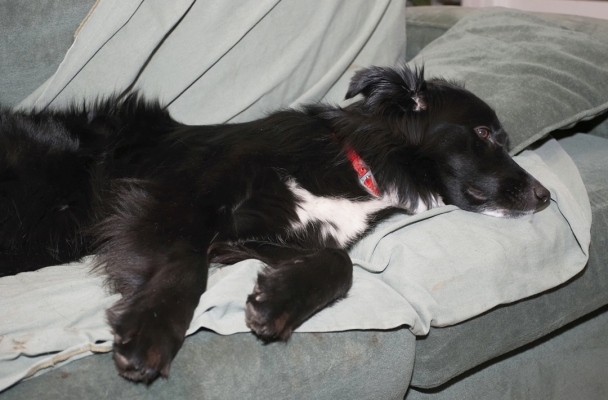 Have caused mayhem and destruction, think I'll have a rest
Keywords: Barney Border Collie Collies Dog Dogs Rest Resting Sleep Sleeping