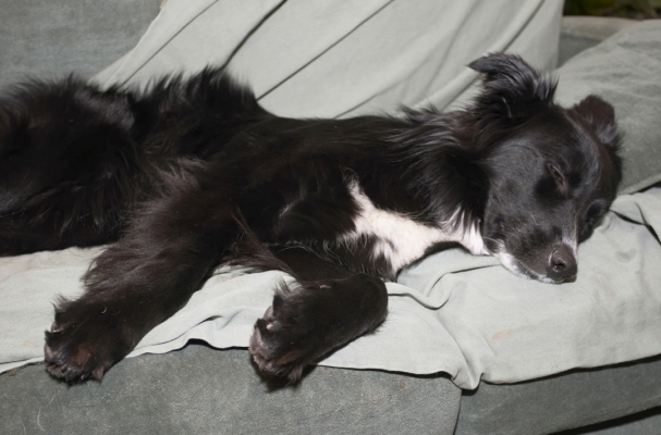 I AM pooped
Schlüsselwörter: Barney Border Collie Collies Dog Dogs Rest Resting Sleep Sleeping
