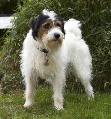 Waiting for action
Anahtar kelimeler: Dog Dogs Muki Parson Russell Terrier Terriers