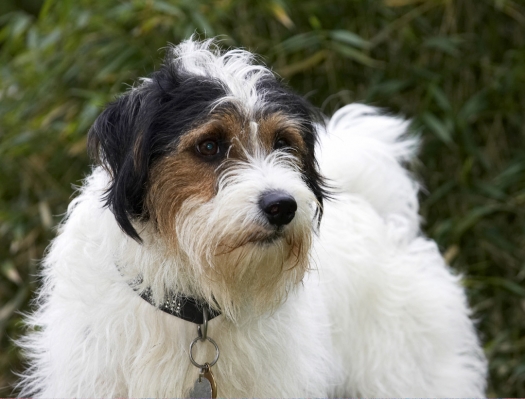 I'm not really worried, I just look that way
Keywords: Dog Dogs Head Muki Parson Russell Terrier Terriers