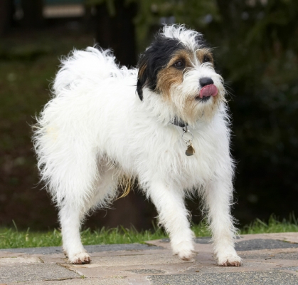 OK, we gonna play?
Keywords: Dog Dogs Muki Parson Russell Terrier Stand Standing Terriers Tongue