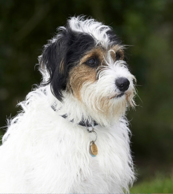 Patience is my middle name
Klíčová slova: Dog Dogs Muki Parson Russell Terrier Sitting St Terriers