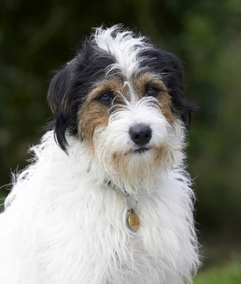 I'm good at this posing lark
Ključne besede: Dog Dogs Muki Parson Russell Terrier Pose Posing Sit Sitting Terriers