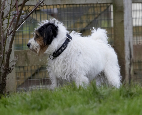Hmmm, wot's going on over there?
Keywords: Dog Dogs Muki Parson Russell Terrier Terriers