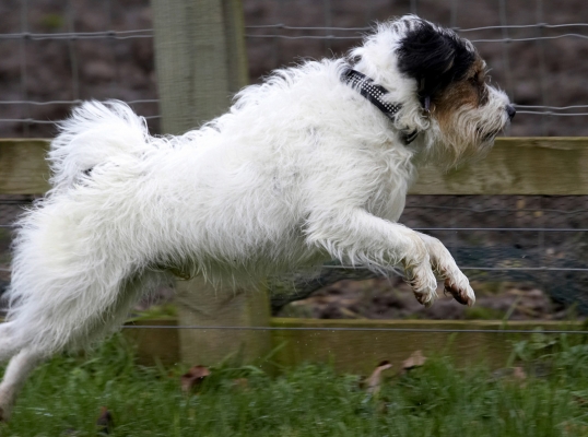 I see something I like
Ključne besede: Dog Dogs Leap Leaping Muki Parson Russell Terrier Run Running Terriers