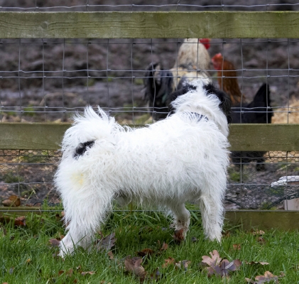 Oh goody, a visit to the zoo
Anahtar kelimeler: Chickens Dog Dogs Muki Parson Russell Terrier Terriers