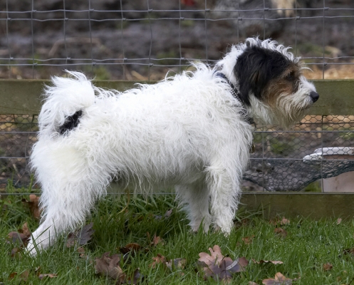 They don't do much do they
Palabras clave: Dog Dogs Muki Parson Russell Terrier Terriers