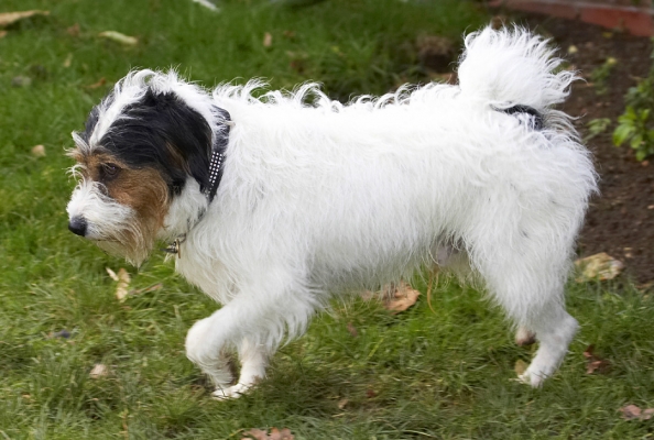 Think I'll find something else to do
Keywords: Dog Dogs Muki Parson Russell Terrier Terriers