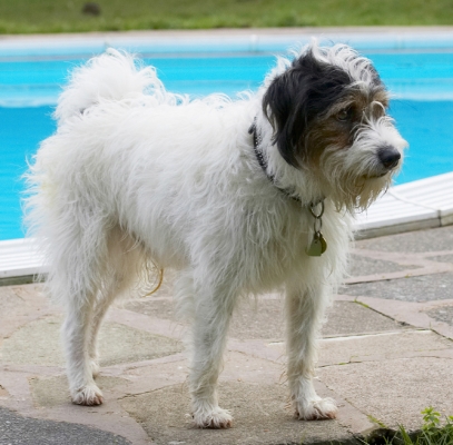I'm not really into action
Palabras clave: Dog Dogs Muki Parson Russell Terrier Pool Stand Standing Swim Swimming Terriers