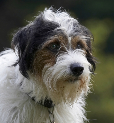This is one for Mum and Dad's photo album
Palabras clave: Dog Dogs Head Muki Parson Russell Terrier Terriers