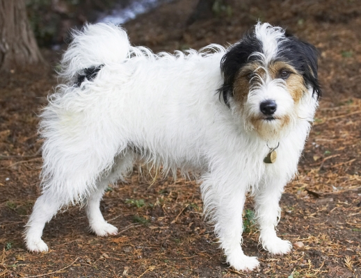 I'm a bit bored really
Schlüsselwörter: Dog Dogs Muki Parson Russell Terrier Stand Standing Terriers