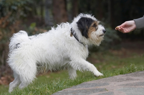 Now, I'm ready for my cookie
Keywords: Cookie Dog Dogs Muki Parson Russell Terrier Terriers