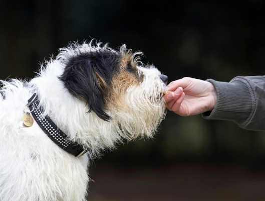 Hand fed, that's my style
Keywords: Cookie Dog Dogs Muki Parson Russell Terrier Terriers