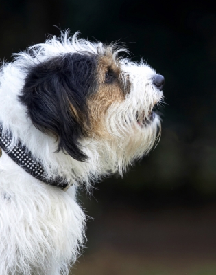 Is there more?
Palabras clave: Dog Dogs Head Muki Parson Russell Terrier Profile Terriers