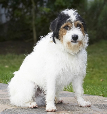 So, wot's next?!
Schlüsselwörter: Dog Dogs Muki Parson Russell Terrier Sit Sitting Terriers