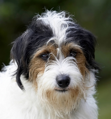 Got the shot yet?
Ключевые слова: Dog Dogs Head Muki Parson Russell Terrier Terriers
