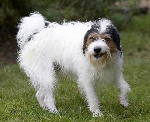 Ha, ha, good joke
Schlüsselwörter: Dog Dogs Muki Parson Russell Terrier Smile Terriers