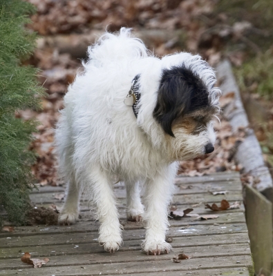 Hmmm I wonder wot's down there
Schlüsselwörter: Bridge Dog Dogs Muki Parson Russell Terrier Terriers