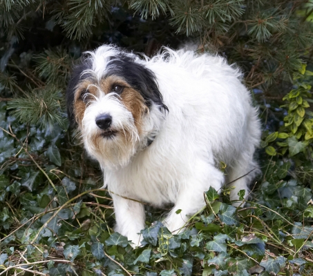 I'm not doin' anything bad
Keywords: Dog Dogs Muki Parson Russell Terrier Terriers