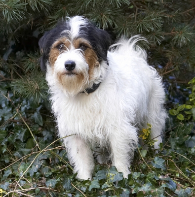 See, I'm being good
Ključne besede: Dog Dogs Muki Parson Russell Terrier Terriers