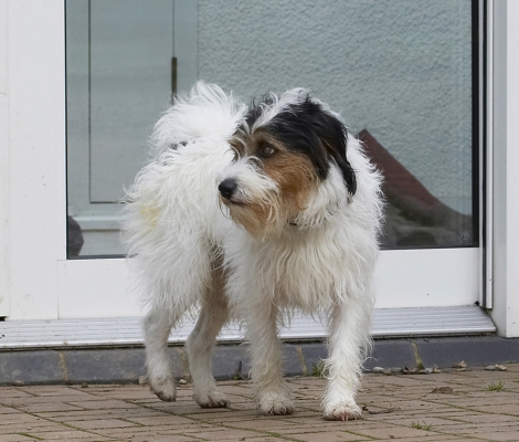 Oh well, no-one at home
Ключевые слова: Dog Dogs Muki Parson Russell Terrier Terriers
