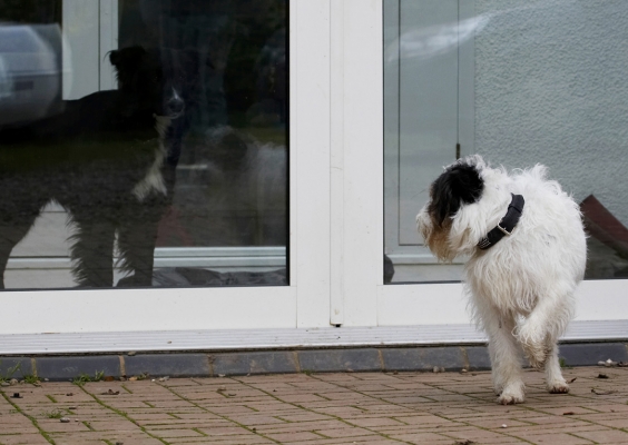 Boy, you're big!
Λέξεις-κλειδιά: Barney Border Collie Collies Dog Dogs House Muki Parson Russell Terrier Terriers