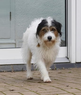 Think I'll leave my calling card
Palabras clave: Dog Dogs Muki Parson Russell Terrier Terriers