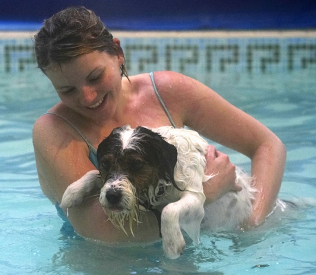 I'm pooped
Keywords: Dog Dogs Kate Muki Parson Russell Terrier Pool Swim Swimming Terriers
