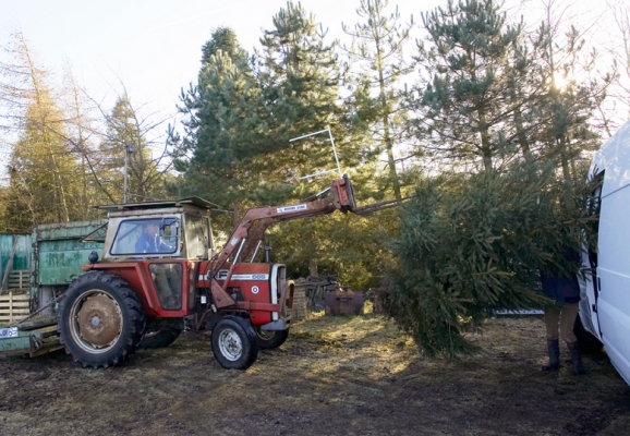 Will The Christmas Tree Fit?
Ключові слова: Christmas Tree Christmas Trees Plantation Plantations Tractor Tree Trees