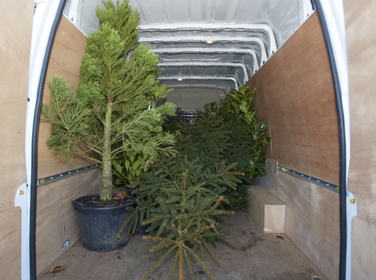 Yes the trees fit -- barely!
The potted Wellingtonia, Norfolk Pine Christmas tree, and the laurels fit in the back of the truck.
Schlüsselwörter: Christmas Tree Christmas Trees Giant Sequoia Laurels Norfolk pine Plantation Plantations Tractor Tree Trees Wellingtonia
