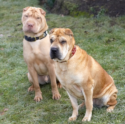 We're waiting patiently
الكلمات الإستدلالية(لتسهيل البحث): Daisy Dog Dogs Frosty Play Playing Playtime Shar-pei Sit Sitting