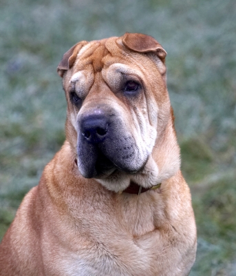 I'm happy really
Schlüsselwörter: Daisy Dog Dogs Head Play Playing Playtime Portrait Pose Posing Shar-pei