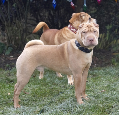 No, we are not gonna sit in front of the tree
Schlüsselwörter: Christmas Daisy Dog Dogs Frosty Lights Play Playing Playtime Shar-pei Tree