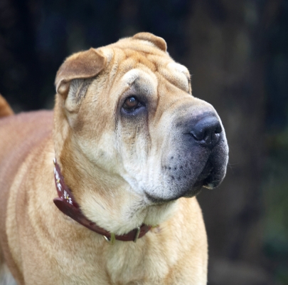 I'm waiting.........
Keywords: Daisy Dog Dogs Head Play Playing Playtime Pose Posing Shar-pei