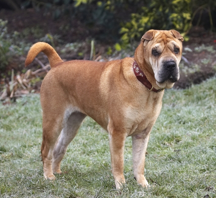 Wot!
Palabras clave: Daisy Dog Dogs Play Playing Playtime Shar-pei Stand Standing