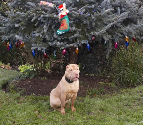 Oh, all right, I'll sit in front of the tree!
Keywords: Christmas Cracker Dog Dogs Frosty Lights Play Playing Playtime Presents Shar-pei Sit Sitting Stocking Tree